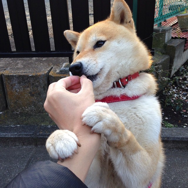 kaiyun-跳水动作优雅精准摩纳哥获赞，跳水魔鬼训练